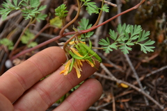 Corydalis aurea