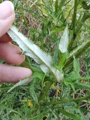 Cirsium