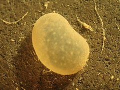 Lymnaeoidea