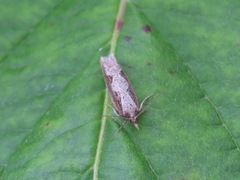 Epinotia
