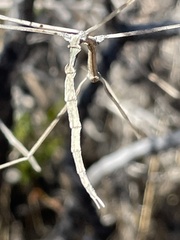 Parabacillus hesperus