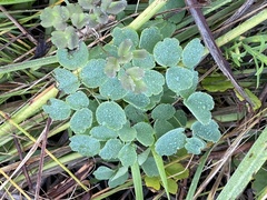 Thalictrum dasycarpum