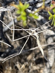 Parabacillus hesperus