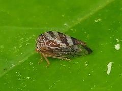 Cyrtolobus
