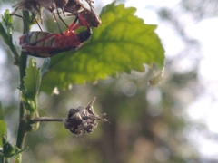 Dysdercus albofasciatus