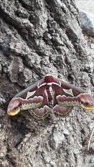 Rothschildia jacobaeae
