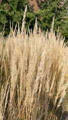 Calamagrostis epigejos