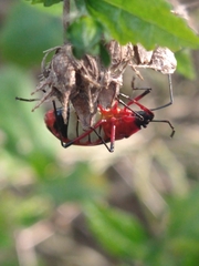 Dysdercus albofasciatus
