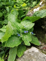 Pentaglottis sempervirens