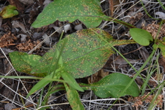 Puccinia cnici-oleracei