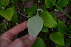 Antennaria racemosa
