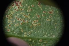 Puccinia cnici-oleracei