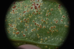 Puccinia cnici-oleracei
