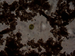 Micrasterias truncata