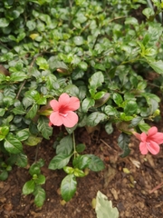 Barleria repens