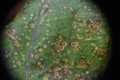 Puccinia cnici-oleracei