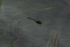 Somatochlora albicincta