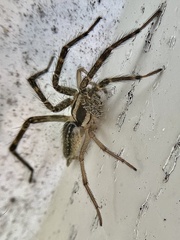 Agelenopsis