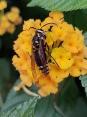 Dolichovespula maculata