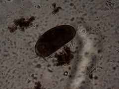 Ostracoda