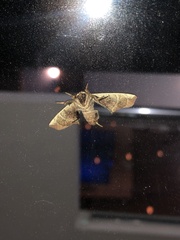 Apatelodes torrefacta