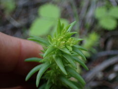 Sedum stenopetalum