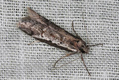 Philobota acropola