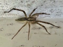 Agelenopsis