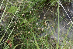 Eleocharis palustris