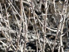 Acamptopappus sphaerocephalus