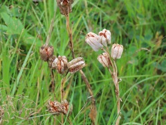 Fritillaria camschatcensis