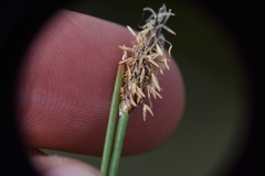 Eleocharis palustris