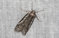Philobota acropola