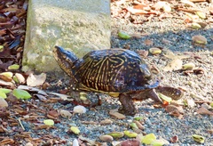 Terrapene carolina bauri
