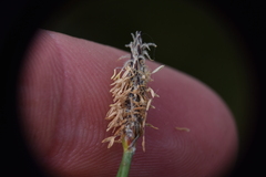 Eleocharis palustris
