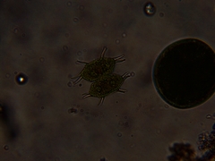 Xanthidium antilopaeum