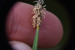 Eleocharis palustris