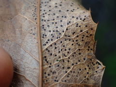 Coccomyces dentatus