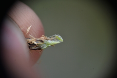 Eleocharis palustris