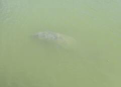 Trichechus manatus