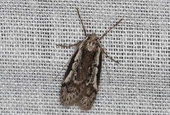 Philobota acropola