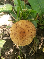 Polyporus radicatus