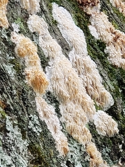 Radulomyces copelandii