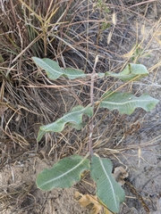 Asclepias arenaria