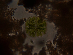 Micrasterias truncata