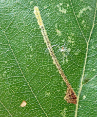 Stigmella luteella