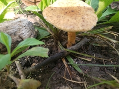 Polyporus radicatus