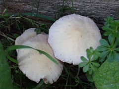 Candolleomyces