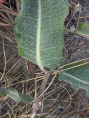Asclepias arenaria