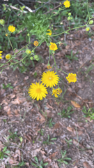 Bradburia pilosa